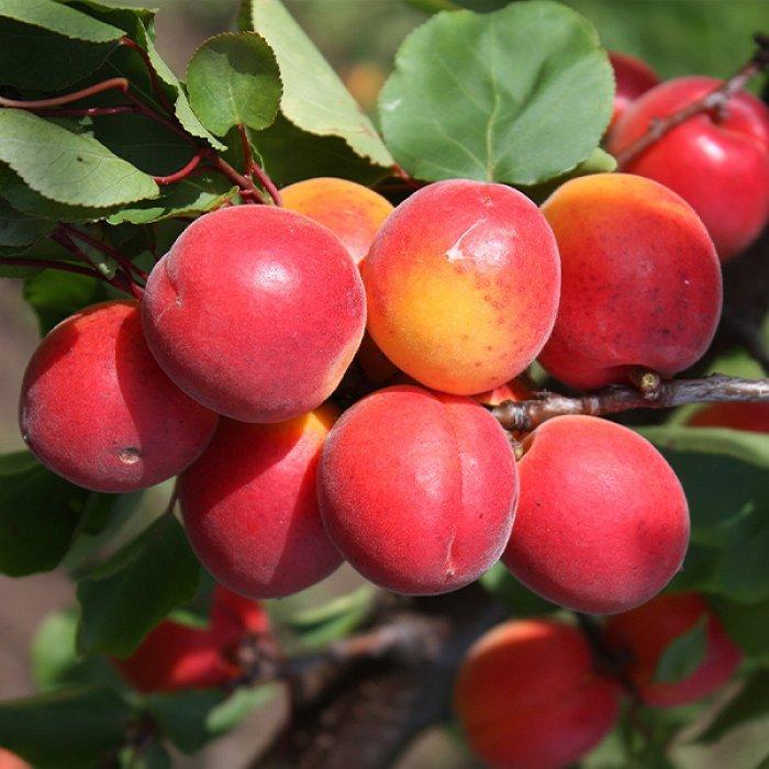 Правила и особенности посадки абрикоса в открытый грунт - Интернет МагазинСаженцев С Доставкой По РФ